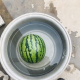 飞驰人生丫