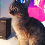 wwww
