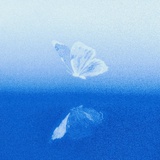 断了翅的蝴蝶🦋