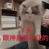 佛郎机