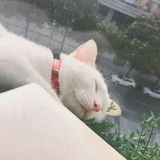 聋子丁