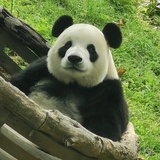 啾啾九啾旧