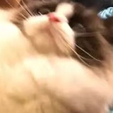 爱吃葡萄