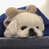 双皮奶