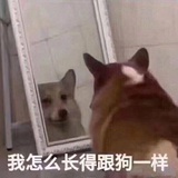 皮皮