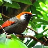 山鹃花蔓