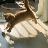 菠萝柚