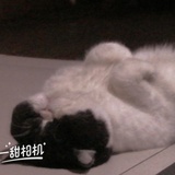 糖宝