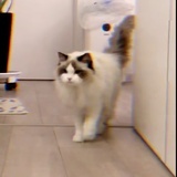你养猫了吗