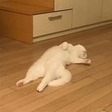 ETC成精