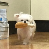 易安