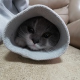 毛球儿