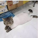 JustaParanoia