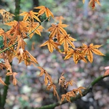 荛木