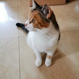 王小麦