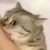 ✌