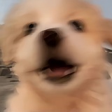 鸭头教左护法