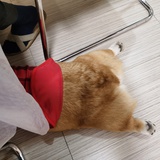 可乐