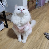 波妞和朵朵