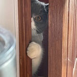 小小是一只猫