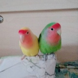 鸾&梦