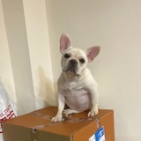 本来