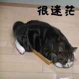 的黎波里的麋鹿