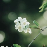 西兰花花