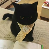 姜饼小葵