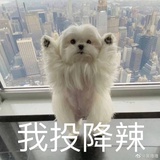 小熊饼干
