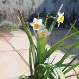 墨花凉秋