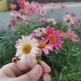 繁花🌸