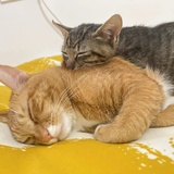 没进化彻底的猴