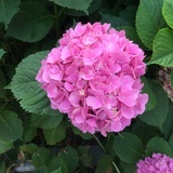 lily7788
