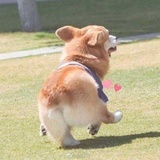 风信