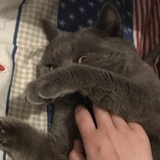 一只鱼