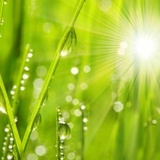 早晨的露水