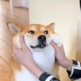 是橙