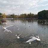 Haihai