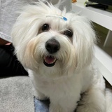 方悵