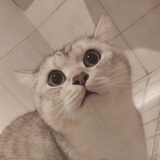 喵喵