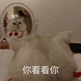 Mrc。