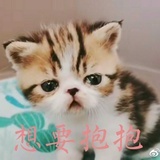 一树长沙