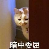 企鹅哒哒哒