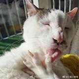 吸猫狂魔 ＝v＝