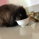 1人1兔1鹦鹉