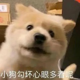 球球你别拽！