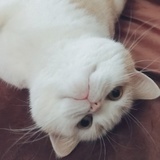 蒹葭苍苍