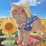 Lilly