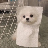 mimi啦啦啦